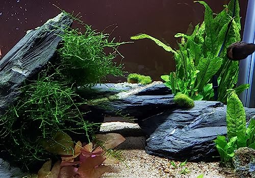 Natural Slate Stone 5 to 7 Inches (5 lbs)