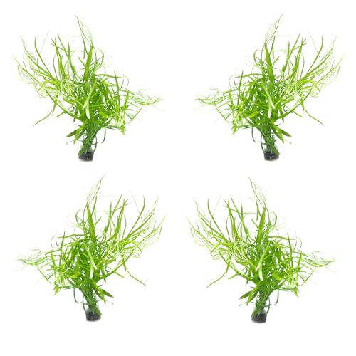 Live Aquarium Stem Plants (Lead Bunch - 4 Pack / Pogostemon Stellata)