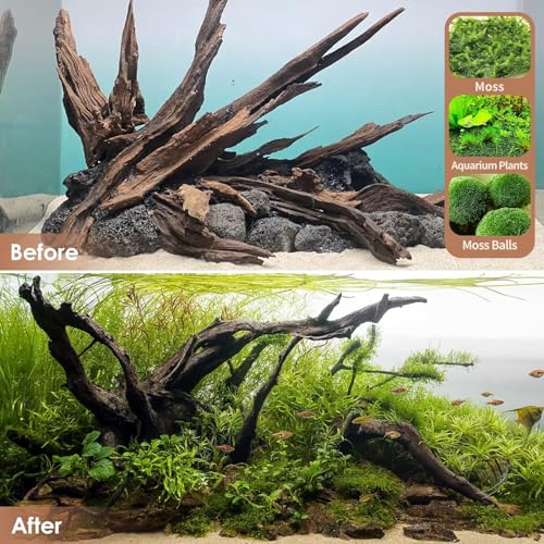 Natural Small Aquarium Driftwood for Fish Tanks & Reptile Terrariums (Mopani Driftwood 2-4" (Pack of 10))