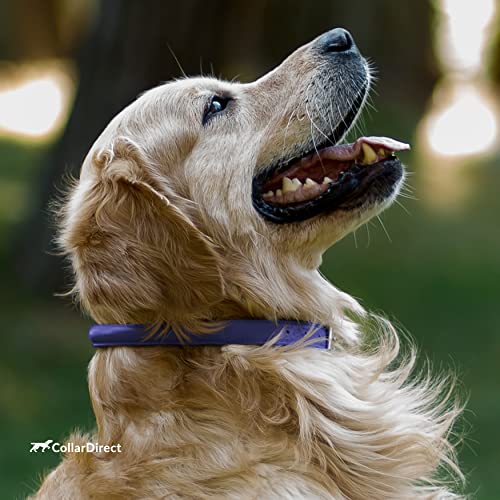Tangle Free Rolled Leather Dog Collar (Purple / XL)