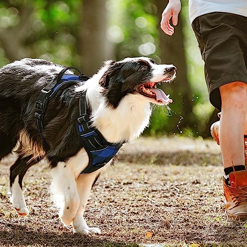 Dog Harness No Pull Medium Sized with 2 Leash Clips (Medium / Blue Plaid)