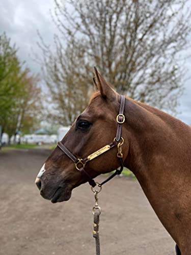 Leaders 3 4" Leather Halter for Horses with Customized Engraved Name Plate Brown Leather with Solid Brass Hardware (Yearling)