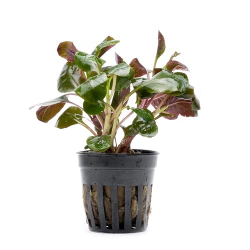 Live Plants Lobelia Cardinalis (Pot - 3 Pack / Lobelia Cardinalis)