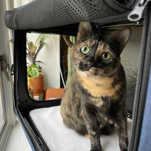 Travel Cat The Boop Coop Collapsible Cat Carrier and Crate