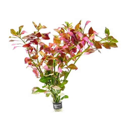 Live Plant Ludwigia Ovalis (Lead Bunch - 1 Pack / Ludwigia Ovalis)
