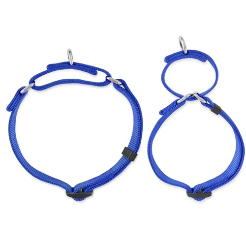 Martingale Dog Collar (Small / Bright Blue)