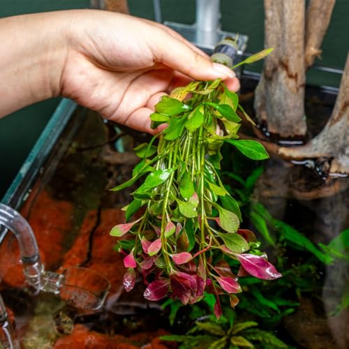 Live Plants Ludwigia Ovalis (Lead Bunch - 4 Pack / Ludwigia Ovalis)