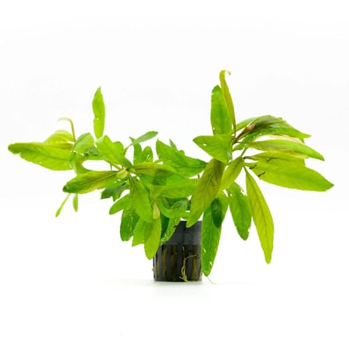 Live Plants Staurogyne Bihar (Pot - 1 Pack / Staurogyne Bihar)