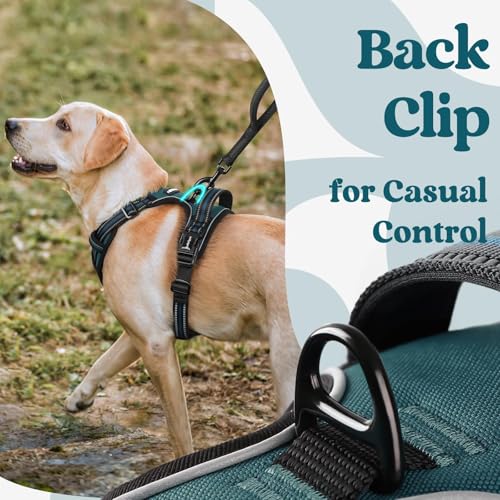 Dog Harness for Large (Large / Blue Coral)