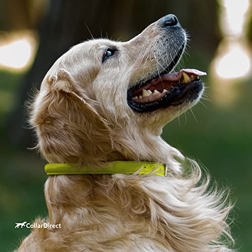 Tangle Free Rolled Leather Dog Collar (Lime Green / XL)