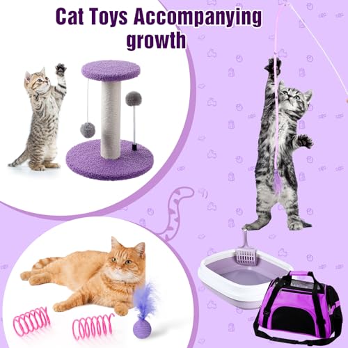 10 Pcs Kitten Starter Kit for Indoor (Cute / Medium / Purple)