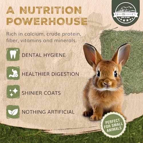 Premium Alfalfa Hay for Rabbits & Guinea Pigs (9 Pound (Pack of 1))