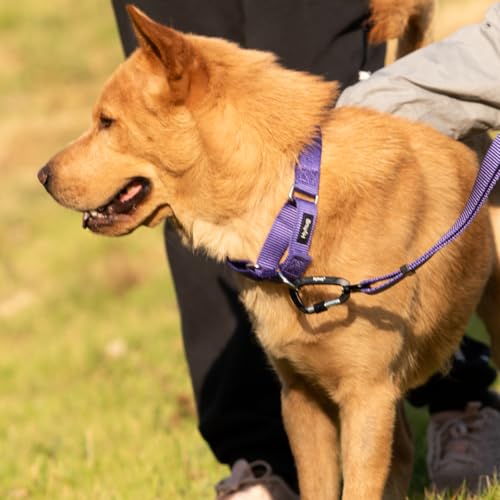Martingale Dog Collar (Small / Ultra violet)
