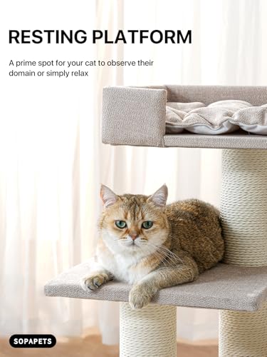Maine Coon Cat Tree for Indoor Cats Large Adult (Beige)