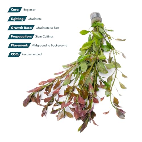 Live Aquarium Stem Plants (Lead Bunch - 4 Pack / Hygrophila Lancea 'Araguaia')