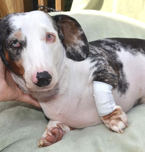 Basic Leg Bandages for Dogs (2XS/XS 20-Pack)