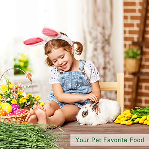 Timothy Hay 1.1LB Small Pet Feed (1.1 Pound (Pack of 1))