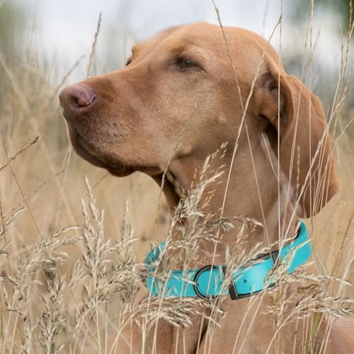 Biothane Waterproof Dog Collar Strong Coated Nylon Webbing with Black Hardware Odor (W1" x L18-22" / Sky Blue)