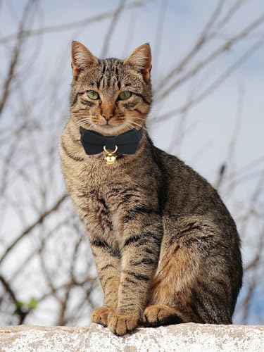 2 Pack Soft Corduroy Cat Collars with Bow Tie & Bell Adjustable Breakaway Kitten Bowtie Collar for Male Cats (S:Neck 7.0" - 11.0" / Corduroy-Black Brown)