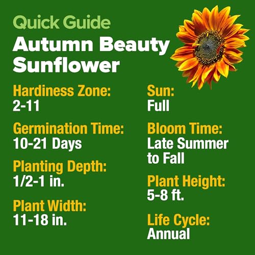 Autumn Beauty Sunflower Seeds