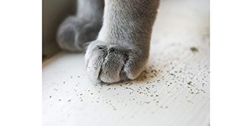 Purrple Passion Catnip Blend for Cats