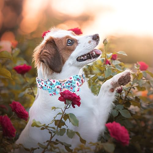 Summer Dog Collar (Blue Rose / X-Large (Pack of 1))