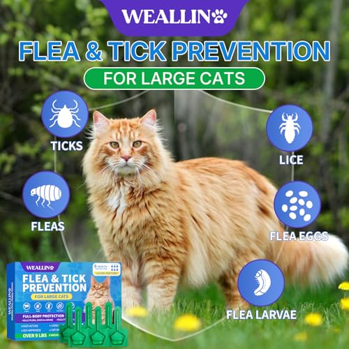 Flea and Tick Prevention for Large Cat