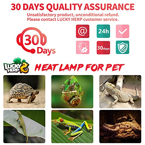 50W Reptile Heat Lamp Bulbs 2 Pack (Infrared Basking Light Bulb / 50 Watts)