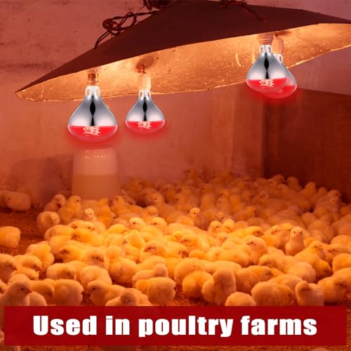 3 Pack Heat Lamp Bulbs 250 Watt (Red)