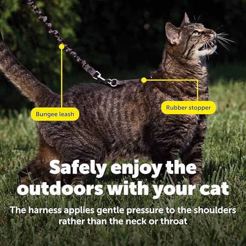 Come With Me Kitty Harness and Bungee Leash (Large (Pack of 1) / Black)