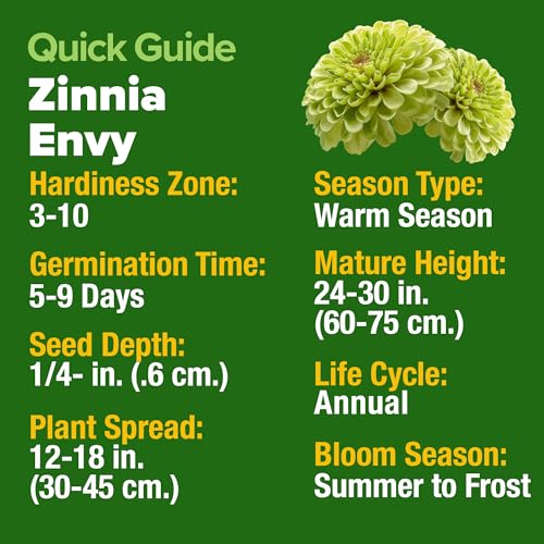 Envy Zinnia 4