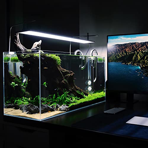 Live Aquarium Stem Plants (Lead Bunch - 1 Pack / Bacopa Australis)