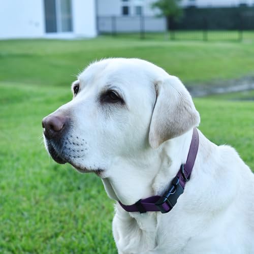 Biothane Waterproof Dog Collar with Quick Release Buckle Strong Coated Nylon Webbing with Odor (5/8"W by 10-14"L / Violet Purple)