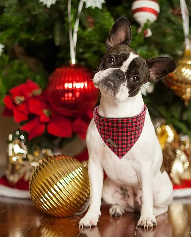 Christmas Dog Bandana (Black&Red / Small (Pack of 1))