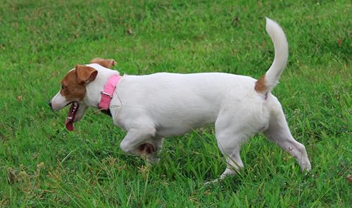 Nylon Dog Collar with Quick Release Buckle Soft Adjustable Sturdy for Small Medium Large Dogs Pink (BabyPink / M：13"-20")