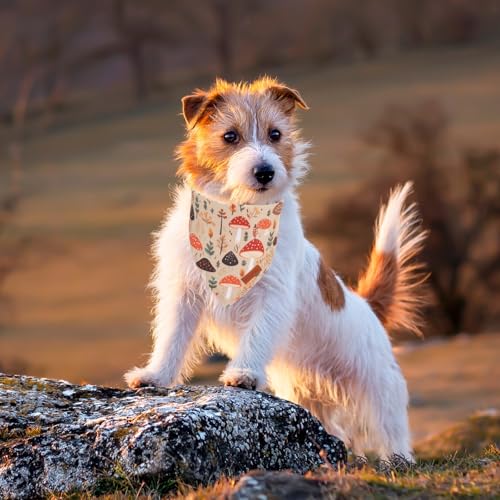 Black Fall Dog Bandana (Small / Fall)