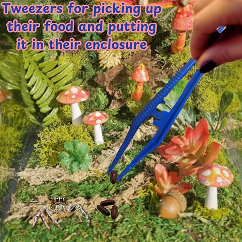 Jumping Spider Enclosure Starter Kit (S / Blue)