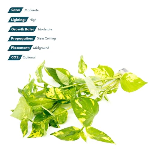 Live Plants Variegated Hygrophila (Pot - 1 Pack / Nomaphila Variegatus)