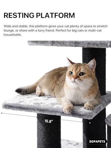 Maine Coon Cat Tree for Indoor Cats Large Adult (Dark Gray)