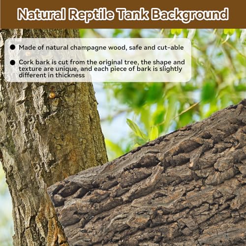2PCS Natural Cork Terrarium Background (【11.81 x 11.81 In】)