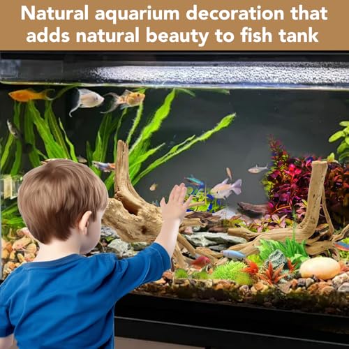 Natural Large Spiderwood Driftwood for Aquarium Decor Rptile Fish Tank Decoration Assort Branch 11 (Spiderwood 11 to 14 Inch (Pack of 2))