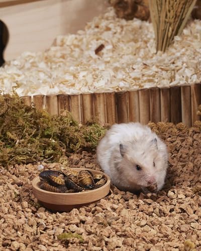 Hamster Snack & Treats Toy
