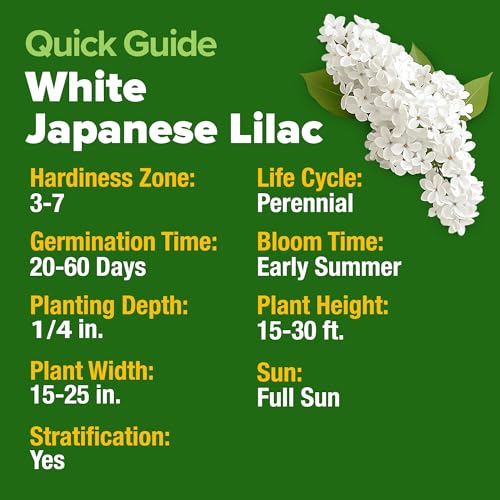 White Lilac Seeds