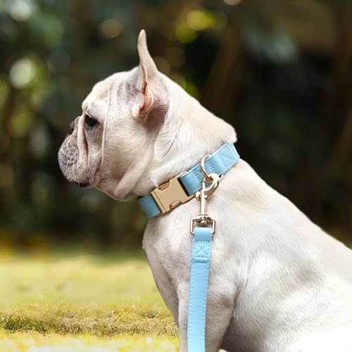 Soft PU Leather Dog Collar (S: Fit 9-14" Neck(10-20 lbs) / Blue)