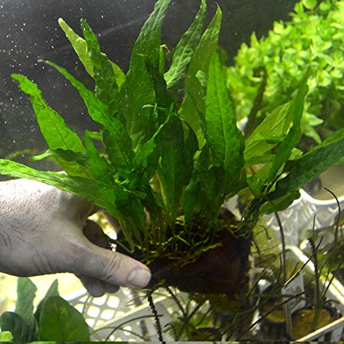 3 Aquatic Plants Bundle