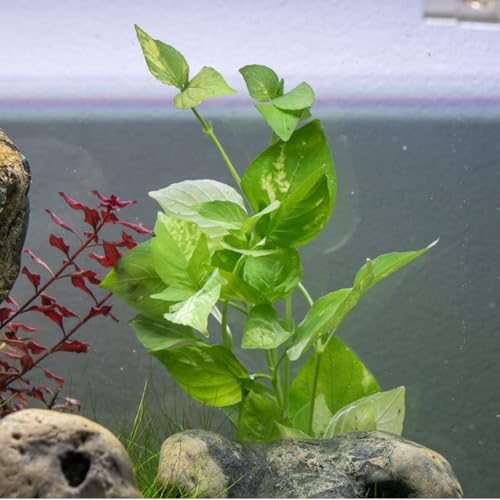 Live Plants Variegated Hygrophila (Pot - 1 Pack / Nomaphila Variegatus)