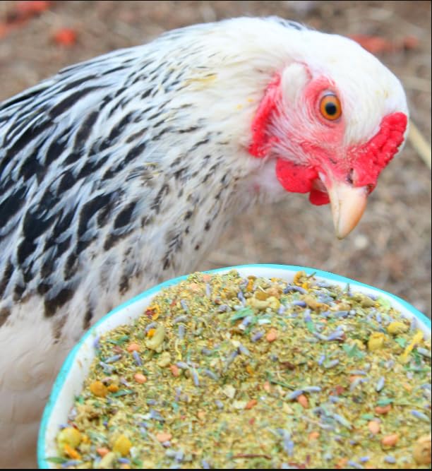Nesting Herbs for Backyard Chickens 8 pounds (8 Pound (Pack of 1))