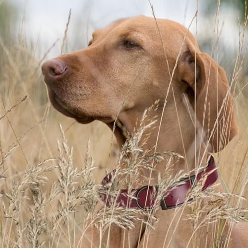 Biothane Waterproof Dog Collar Strong Coated Nylon Webbing with Black Hardware Odor (W5/8" x L12-15" / Merlot Burgundy)