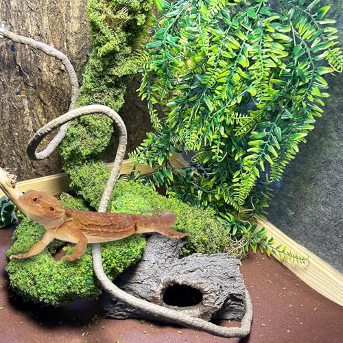 Reptile Plants (3Pcs | Style: 43in Rainforest Vines)