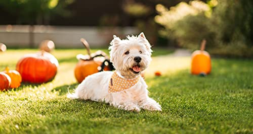 Halloween Dog Bandana (Yellow Ghost / Small (Pack of 1))